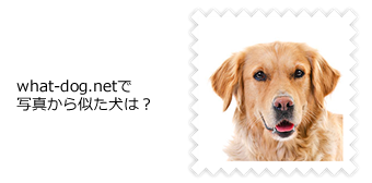 what-dog.netで写真から似た犬は？